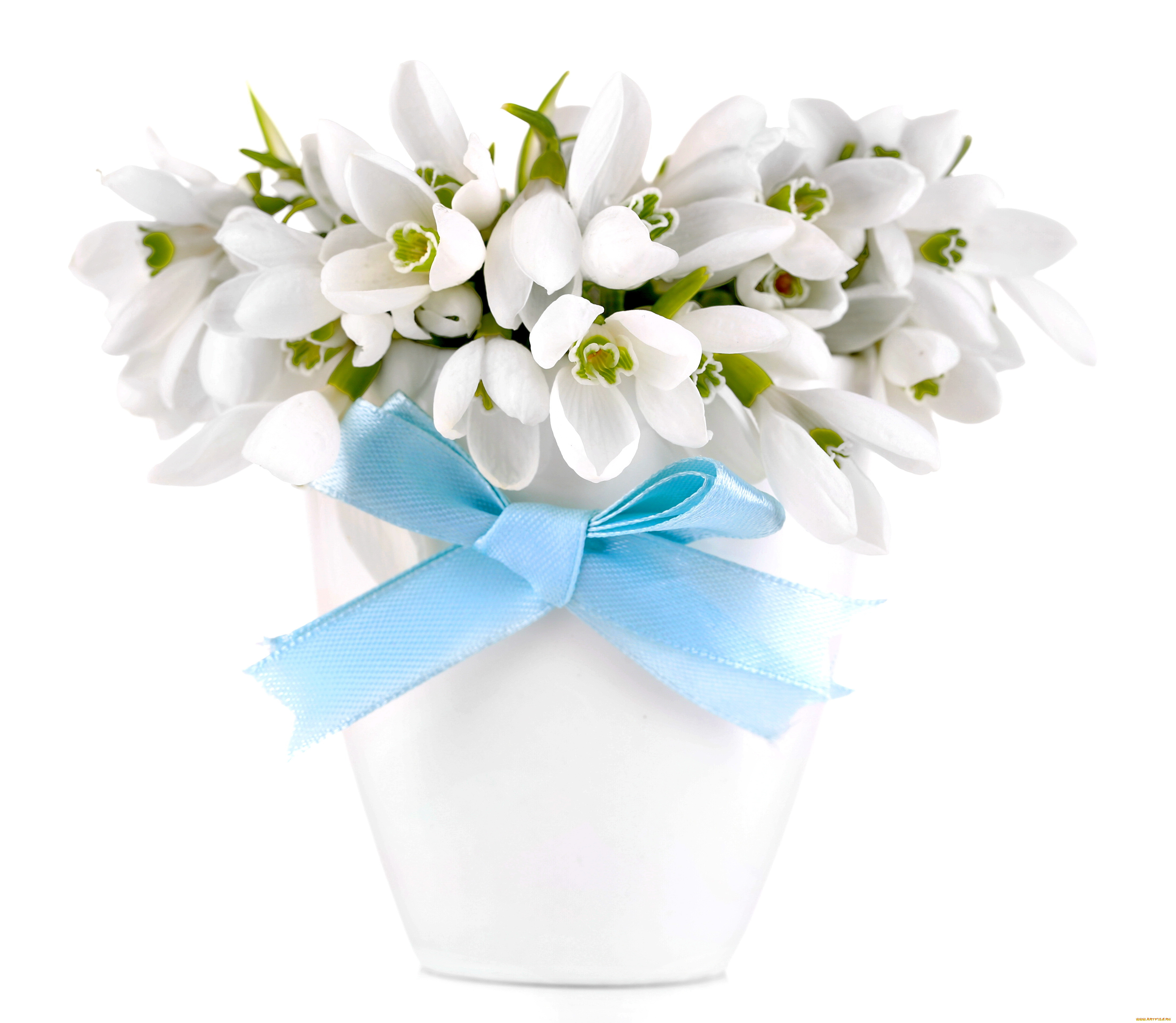 , ,  , flowers, spring, white, snowdrops, , delicate